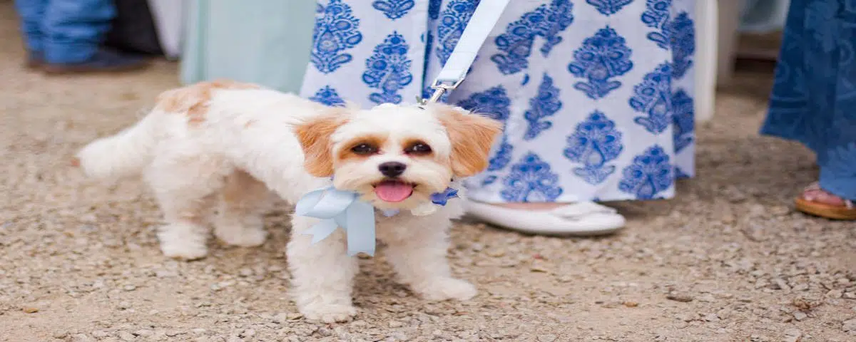 Invite your pet to your secular ceremony