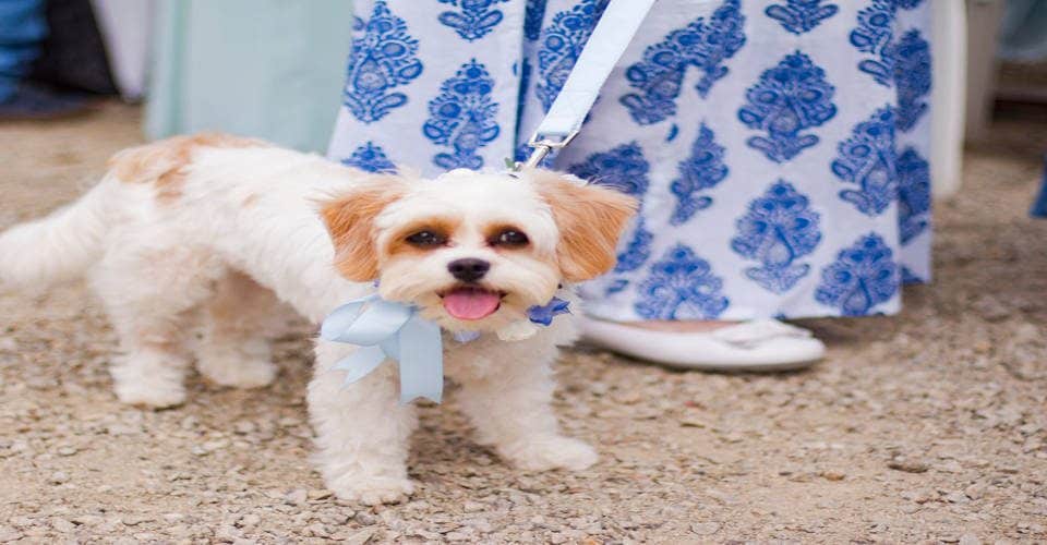 Invite your pet to your secular ceremony