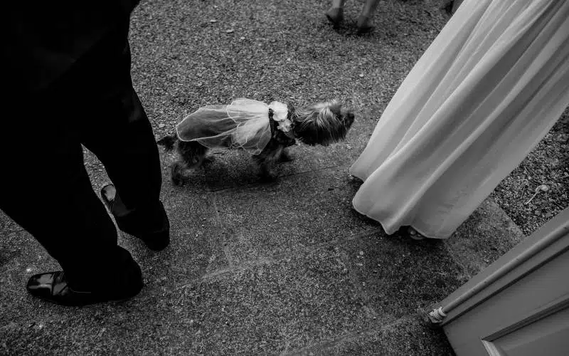 pet in a marriage