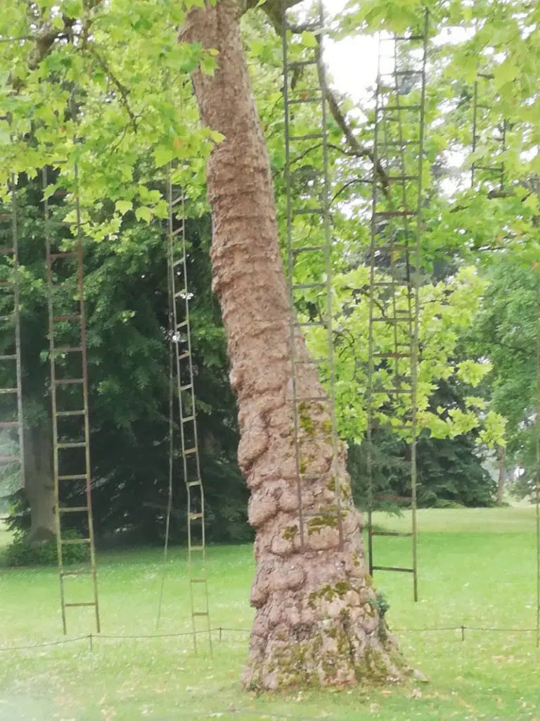 The tree with ladders - Château de Chaumont sur Loire
